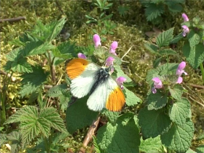 Aurorafalter ( Anthocharis cardamines ), Männchen : Naturpark Schwalm-Nette, 06.05.2006